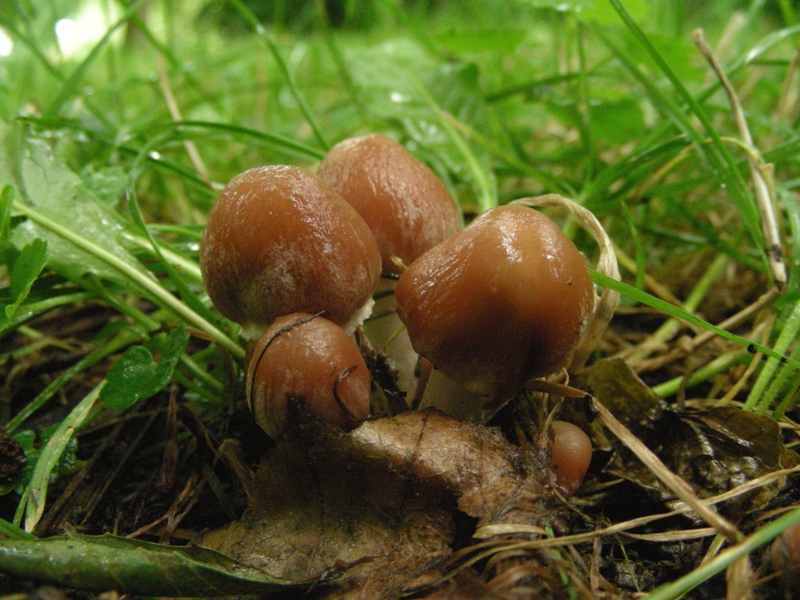 Pioggia e nervosismo con tanti funghi